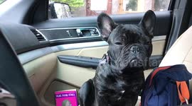 Adorable French bulldog struggles to stay awake while sitting up