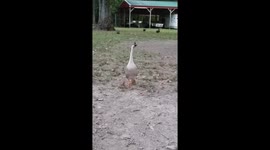 Walking goose