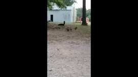Farm ducks