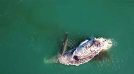 Huge sharks feast on whale carcass