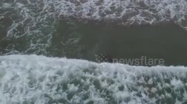 Dog plays 'chase' with seal on a beach