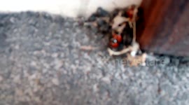 Zoo love, ladybirds mating (животный секс,божья коровка)