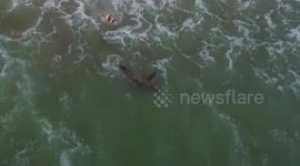 Dog plays chase with a wild seal