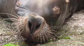 Sea lion pulls unusual faces while sleeping