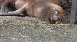 Dreaming sea lion twitches in its sleep