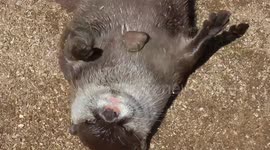 Cute otters juggle with stones