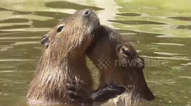 Capybaras 'kiss' passionately at Dudley Zoo