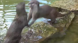 Otters have epic wrestling contest at zoo