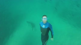 Bondi lifeguards swim with eight sharks