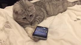 Cat flips phone looking for mouse