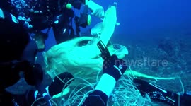 Team of divers painstakingly rescue turtle trapped in net off Tenerife coast