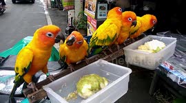 Assorted birds around Chiang Mai, Thailand