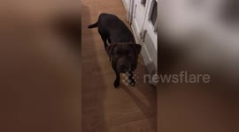 Newsflare Edit - Puppy Lab Takes Her Teddy Bear to Sleep