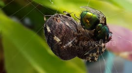 Closeup Killer Spider Eats Fly - 4k S6