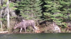 Mother moose rescues drowning calf