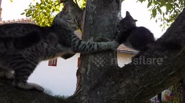 Kittens fighting on tree
