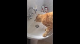 Cat drinks from bathroom tap