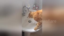Newsflare Edit - Cat drinks from bathroom tap