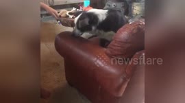 Newsflare Edit - Laser tag puppies