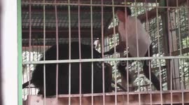 GRAPHIC: Bear mauls man after he falls into enclosure