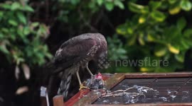 Eurasian Sparrowhawk consumes prey in Devon, England