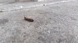 What is this crazy bug!?