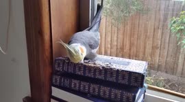 Cute Cockatiel loves books!