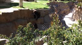 Gorilla and Baby trying to escape the Zoo