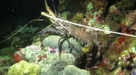 A mix of animals to be found when diving in Indonesia