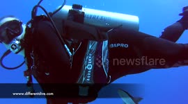 Suckerfish thinks scuba diver is a shark