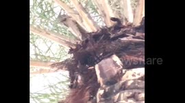 Squirrel throws frog at woman