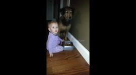 Toddler Can't Resist Dog Food