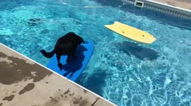 Clever dog uses bodyboard to cross pool