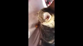cat growls when you go by her food