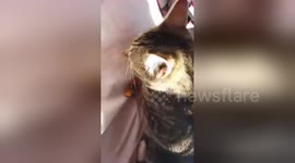 Newsflare Edit - cat growls when you go by her food