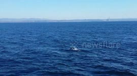 Cute Seal Jumping around boat Monterrey California
