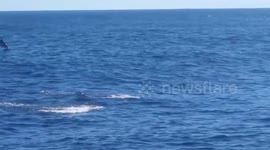 Monterrey Dolphins Jumping around the boat