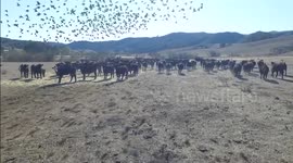 Herding Cattle Using a Drone California USA - New Startup
