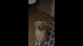Golden Retriever loves popcorn!