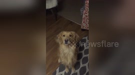 Newsflare Edit - Golden Retriever loves popcorn!