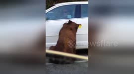Bear opens motorist's car door in California
