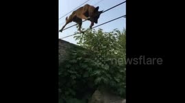 Agile dog walks 'tightropes'