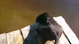 Labrador fals in water in funny way