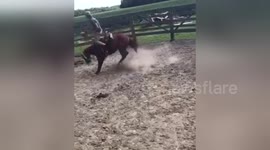 Angry horse doesn't want to be sold