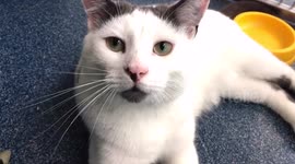 Handsome black-and-white cat, close up.