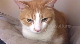 Two very adorable cats, meowing, rolling around, being cute