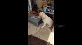 Puppy Daisy being Greedy