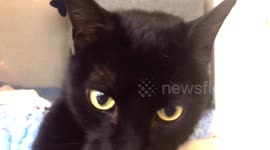 beautiful female black cat with yellow eyes