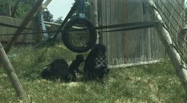 Bonobo baby frustrated he can't play with tyre