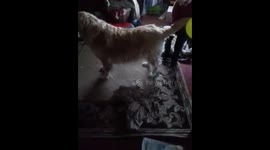 Balloon attached to Dog through Static Electricity